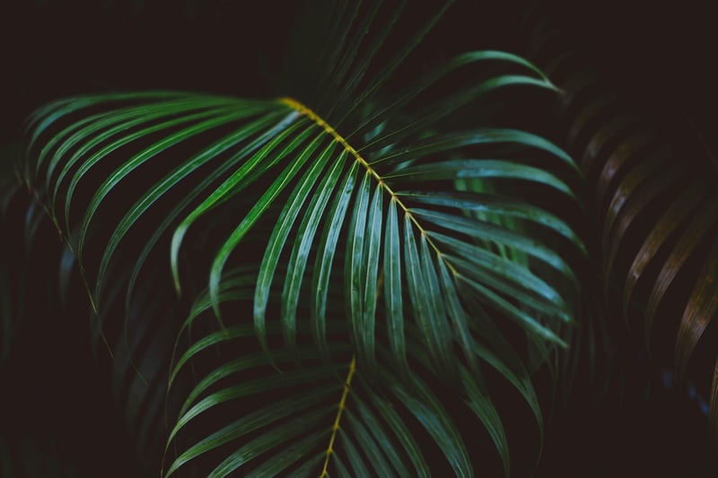 Exotic Greenery