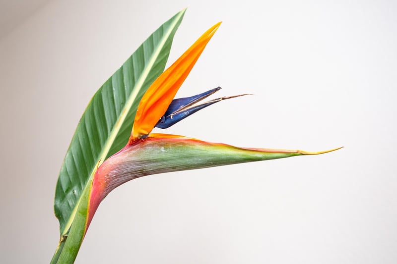 Exotic Greenery